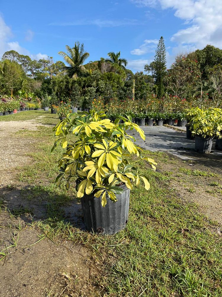 schefflera-arboricola-trinette-umbrella-tree
