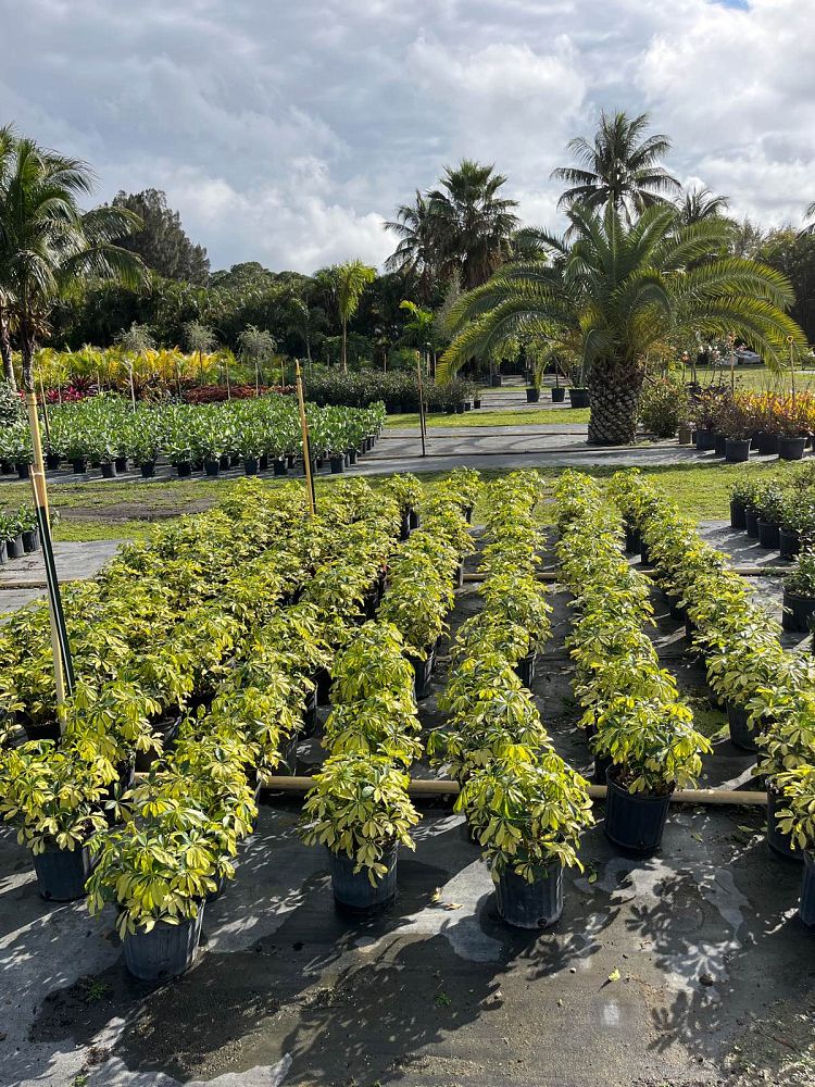 schefflera-arboricola-trinette-umbrella-tree