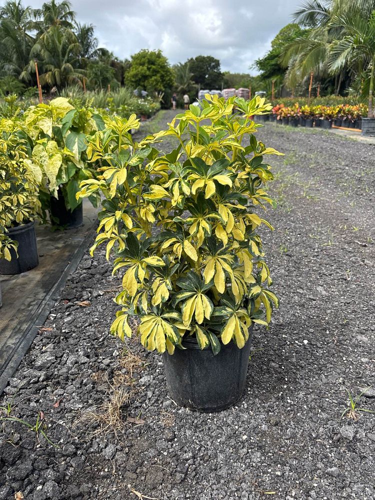schefflera-arboricola-trinette-umbrella-tree