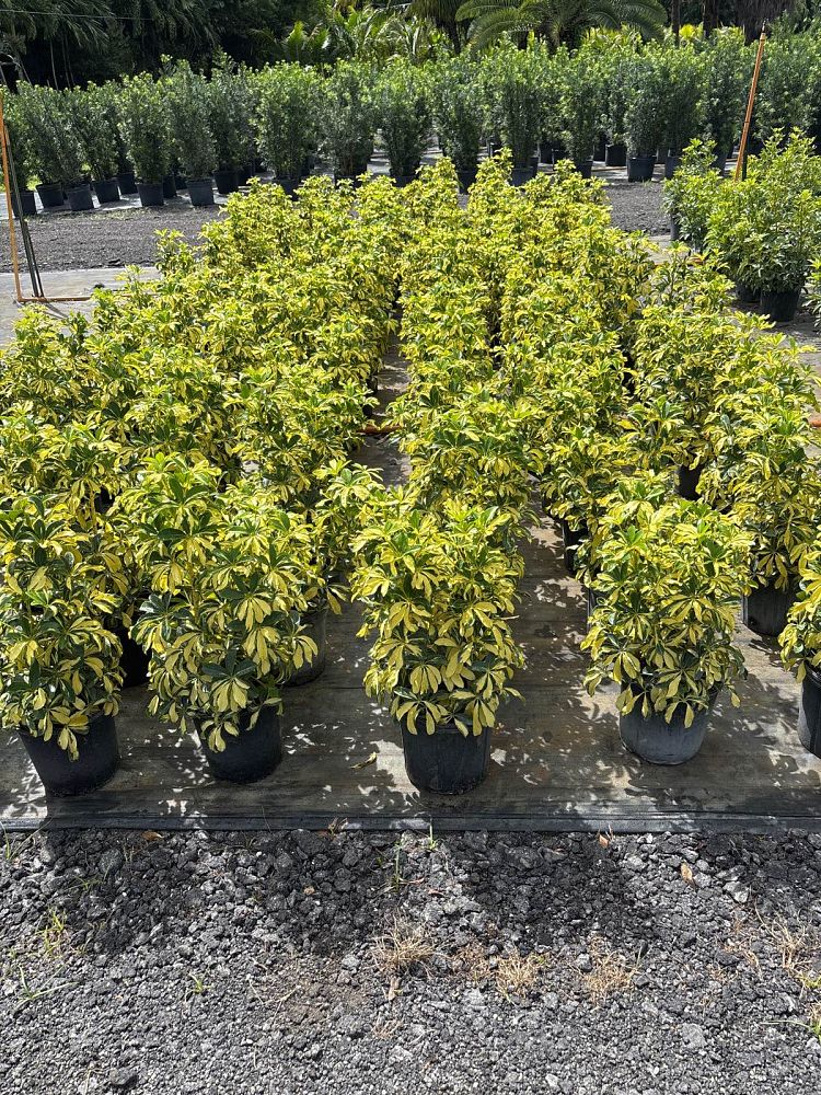 schefflera-arboricola-trinette-umbrella-tree