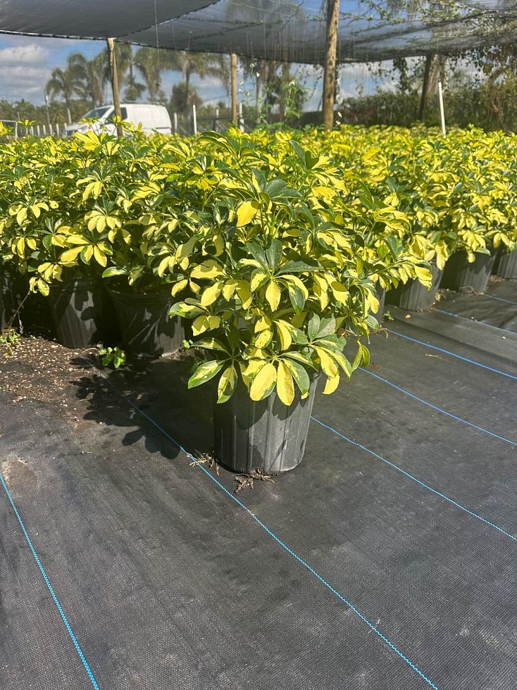 schefflera-arboricola-trinette-umbrella-tree