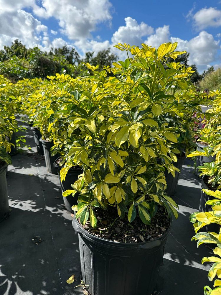 schefflera-arboricola-trinette-umbrella-tree