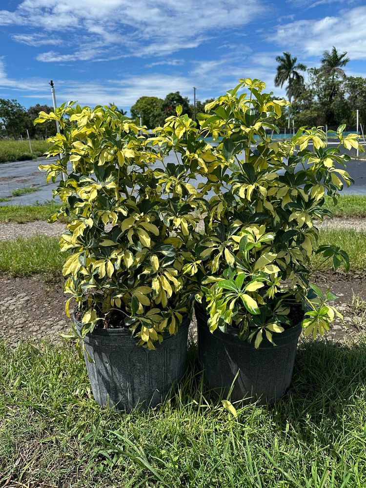 schefflera-arboricola-trinette-umbrella-tree