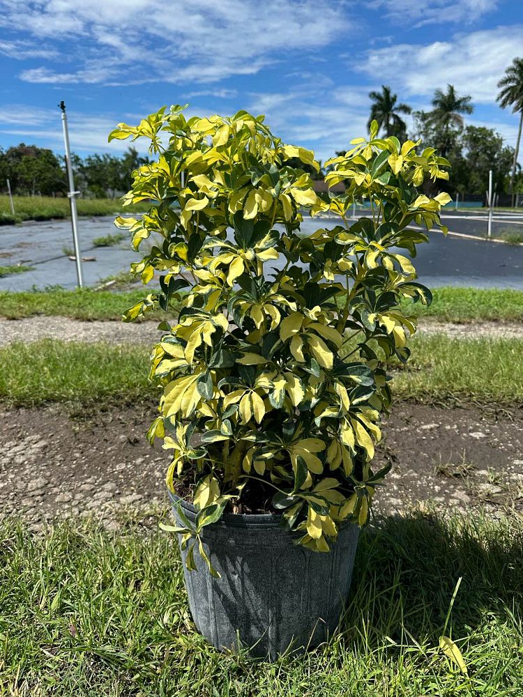 schefflera-arboricola-trinette-umbrella-tree
