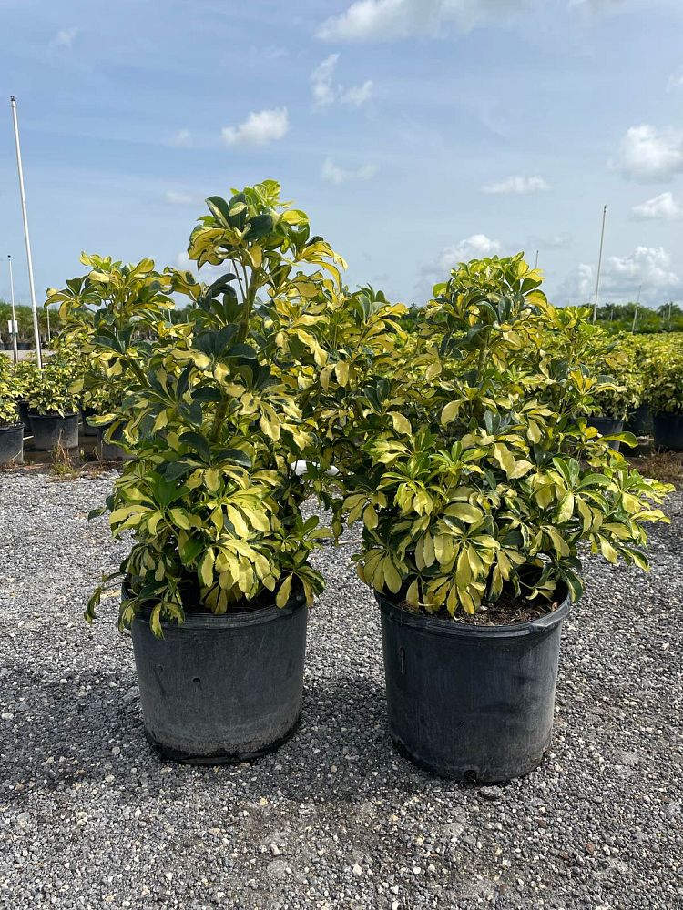 schefflera-arboricola-trinette-umbrella-tree