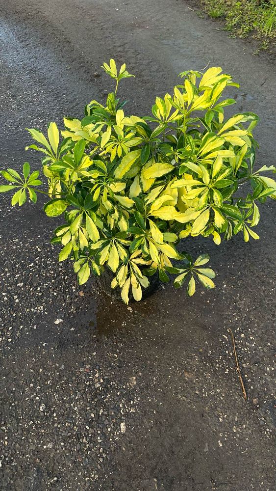 schefflera-arboricola-trinette-umbrella-tree