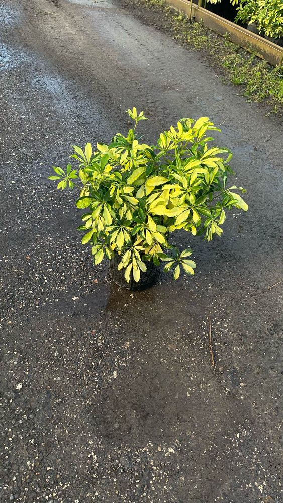 schefflera-arboricola-trinette-umbrella-tree