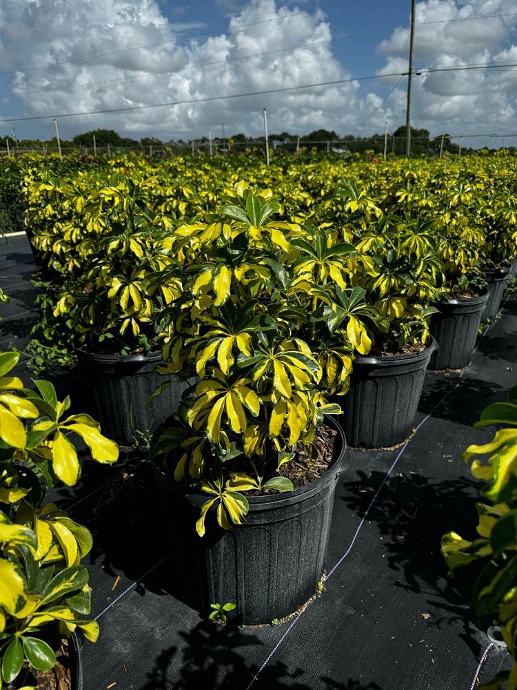 schefflera-arboricola-trinette-umbrella-tree