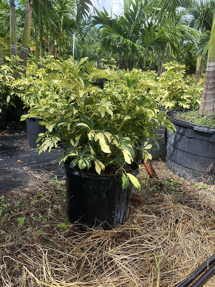 schefflera-arboricola-trinette-umbrella-tree