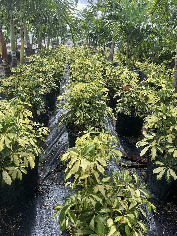 schefflera-arboricola-trinette-umbrella-tree