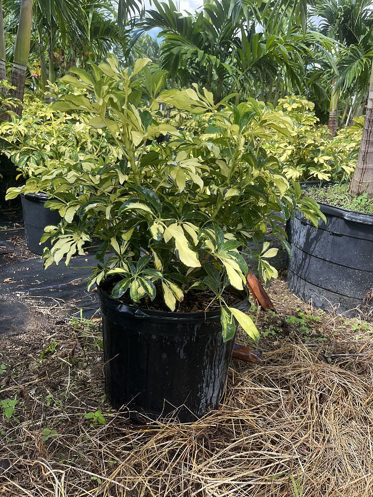 schefflera-arboricola-trinette-umbrella-tree