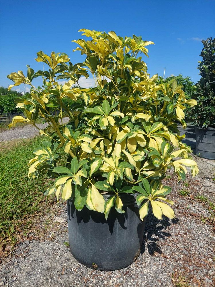 schefflera-arboricola-trinette-umbrella-tree