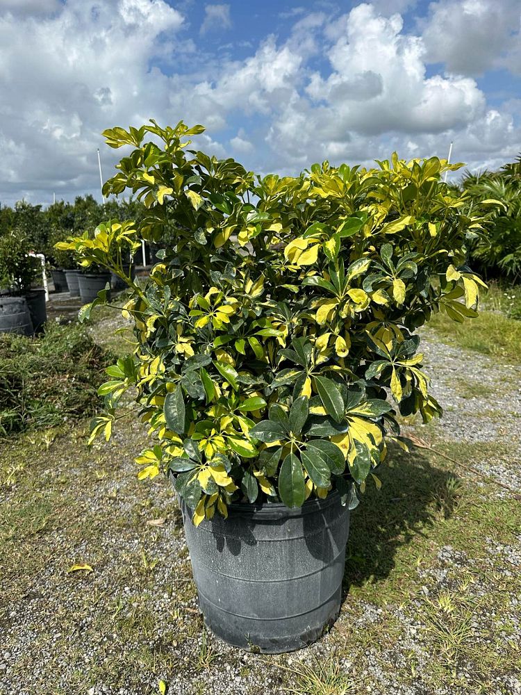 schefflera-arboricola-trinette-umbrella-tree