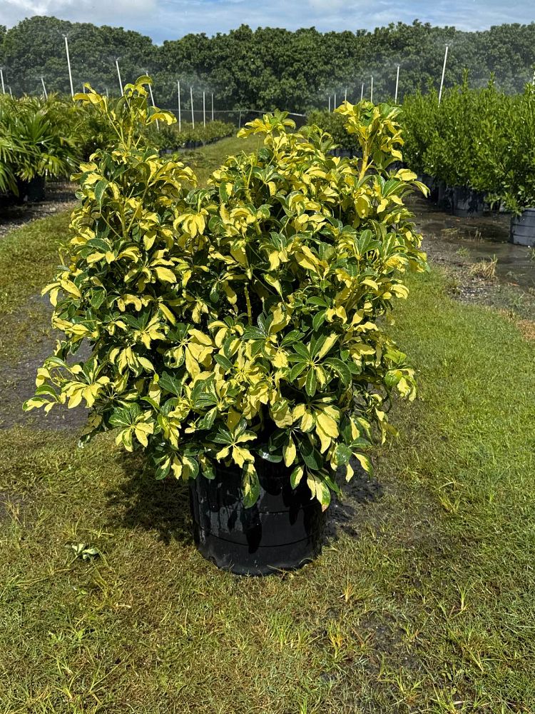 schefflera-arboricola-trinette-umbrella-tree