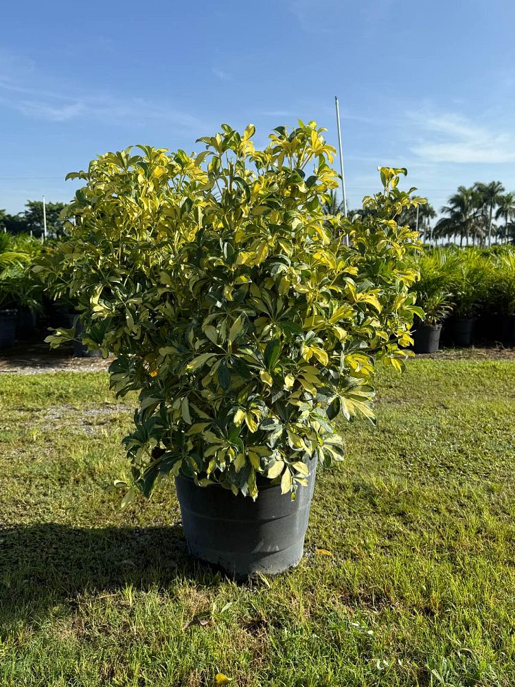 schefflera-arboricola-trinette-umbrella-tree