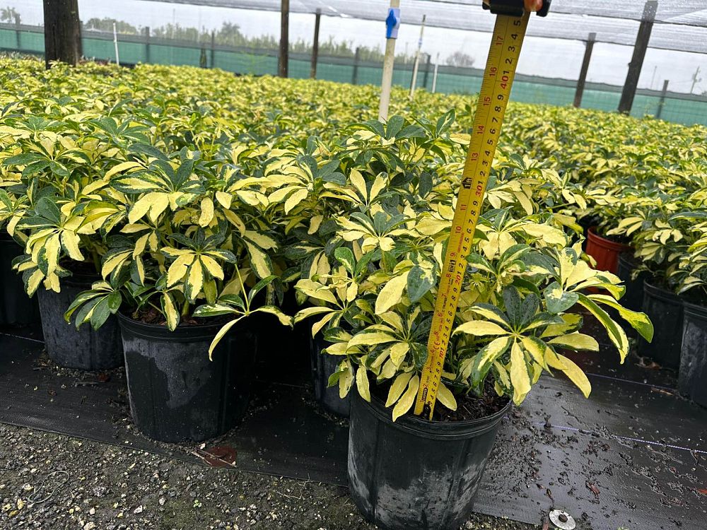 schefflera-arboricola-trinette-umbrella-tree