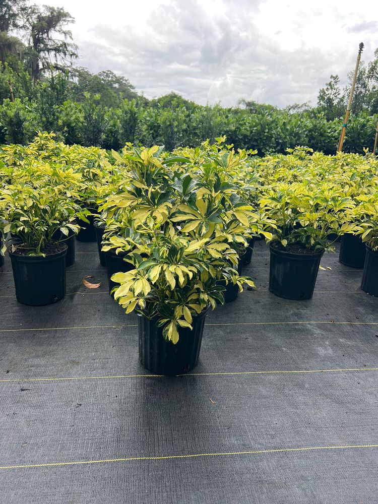 schefflera-arboricola-trinette-umbrella-tree