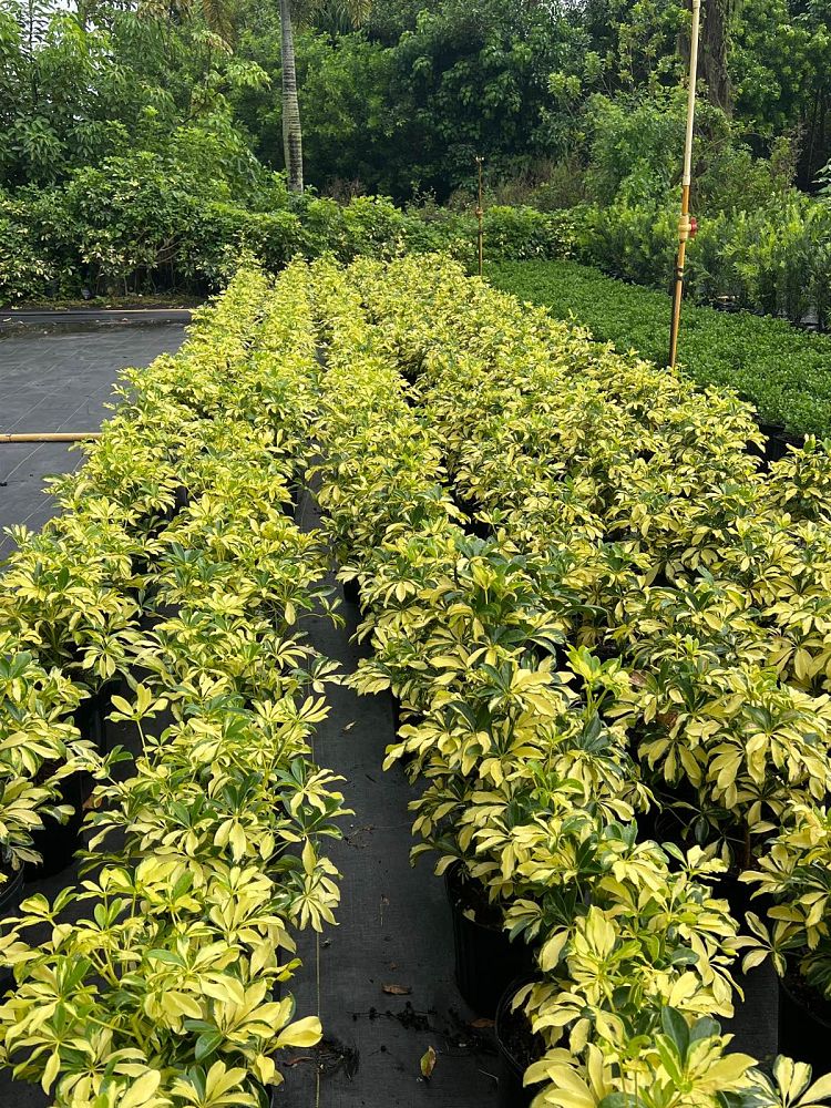 schefflera-arboricola-trinette-umbrella-tree