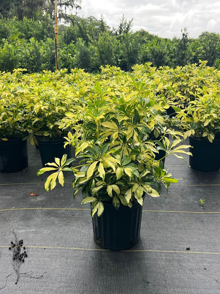 schefflera-arboricola-trinette-umbrella-tree