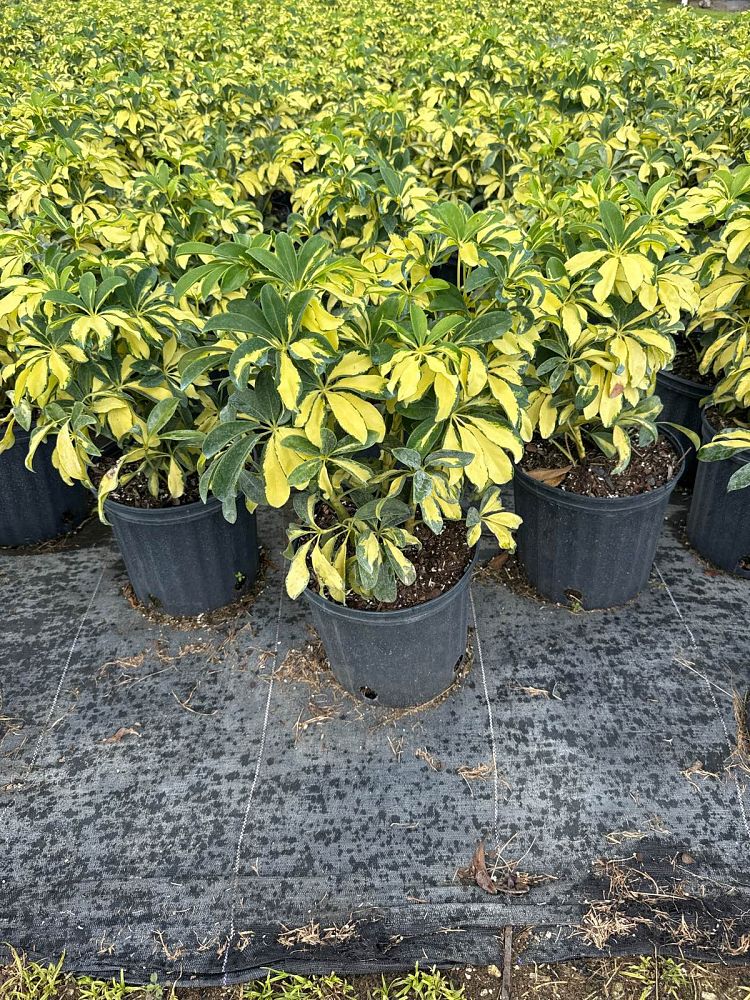 schefflera-arboricola-trinette-umbrella-tree