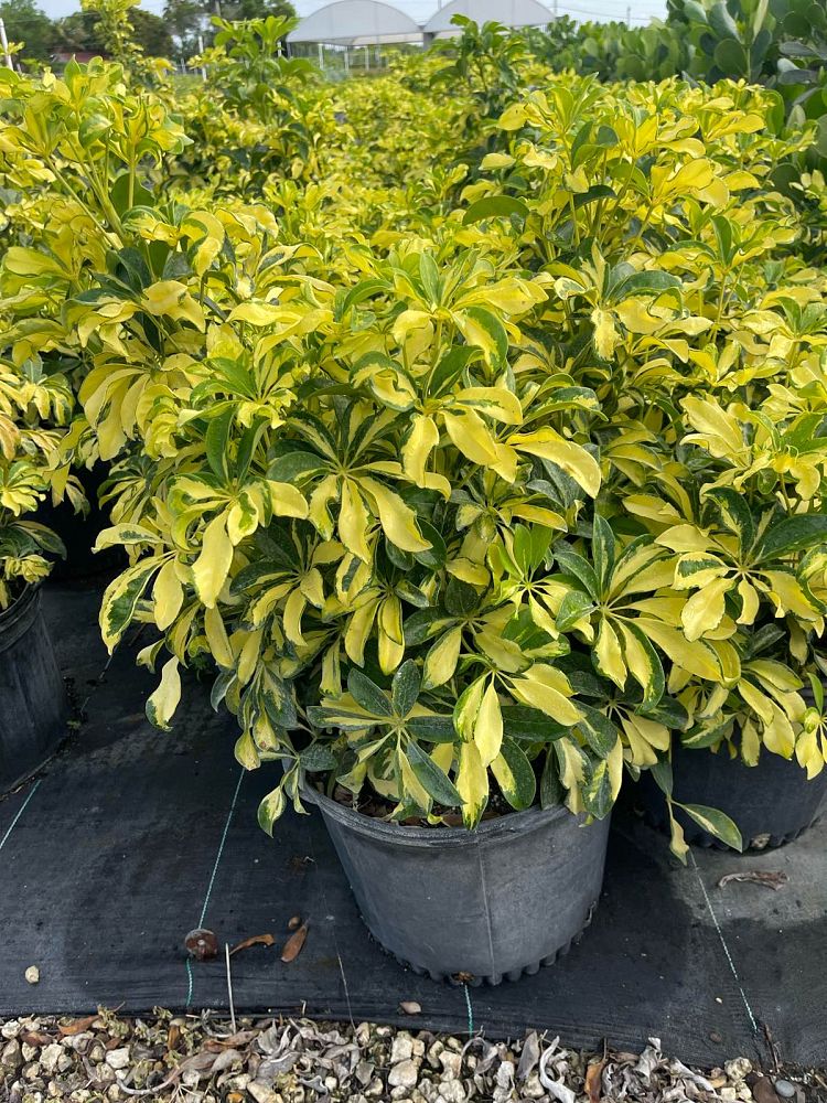 schefflera-arboricola-trinette-umbrella-tree