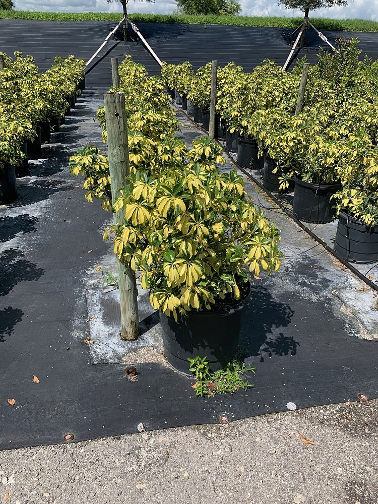 schefflera-arboricola-trinette-umbrella-tree