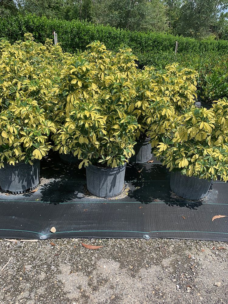 schefflera-arboricola-trinette-umbrella-tree