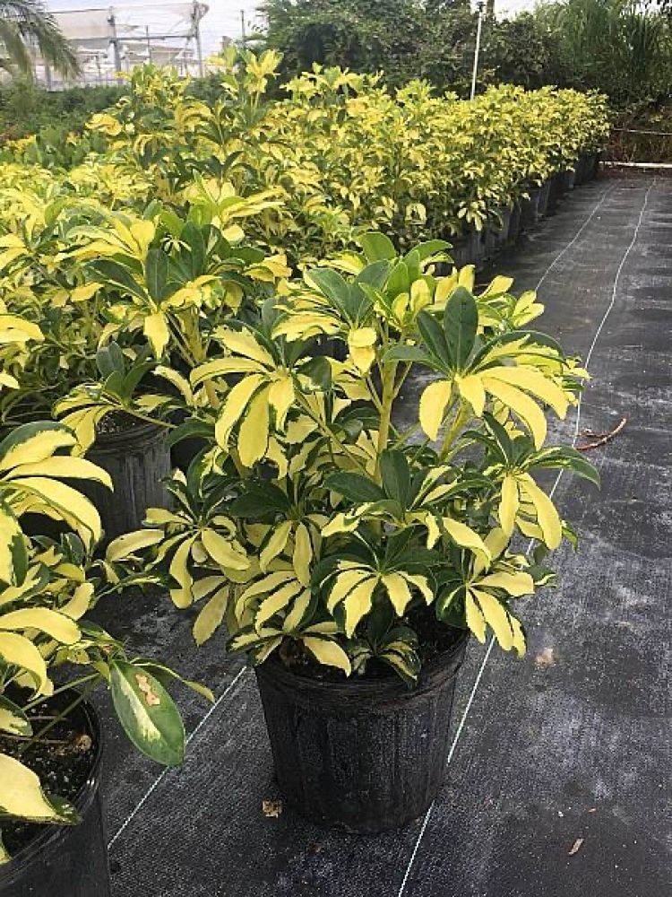 schefflera-arboricola-trinette-umbrella-tree