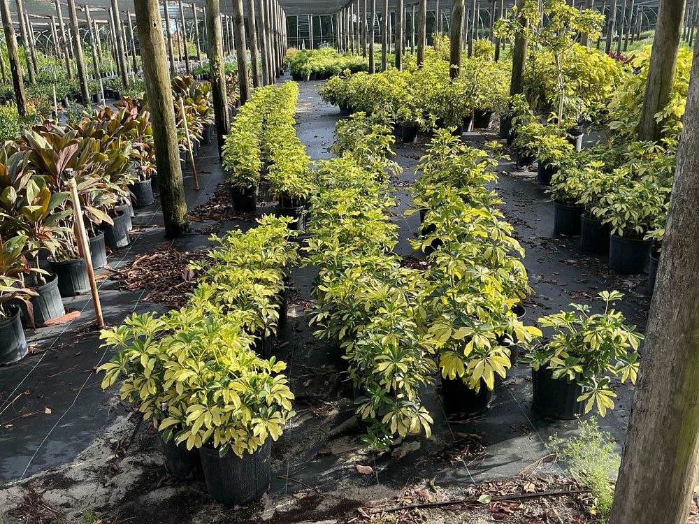 schefflera-arboricola-trinette-umbrella-tree