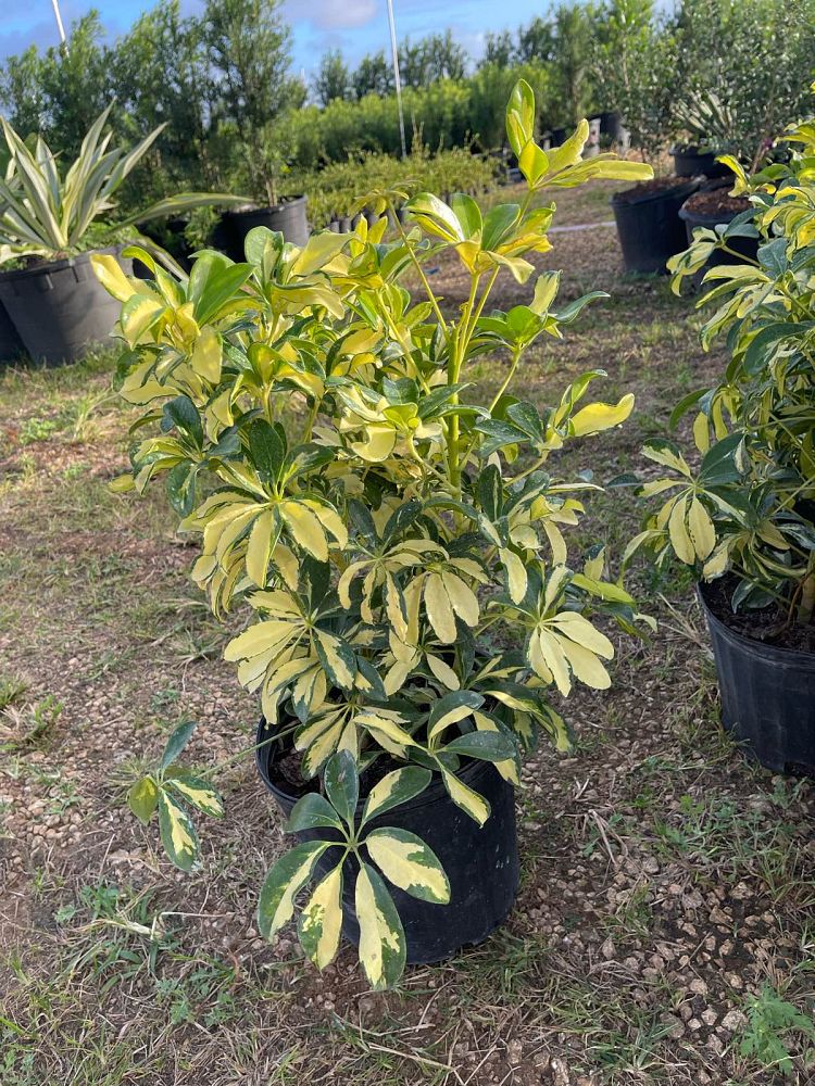 schefflera-arboricola-trinette-umbrella-tree