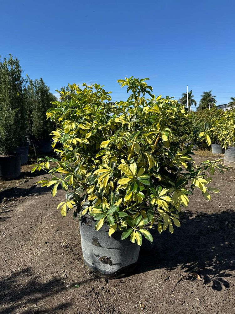 schefflera-arboricola-trinette-umbrella-tree