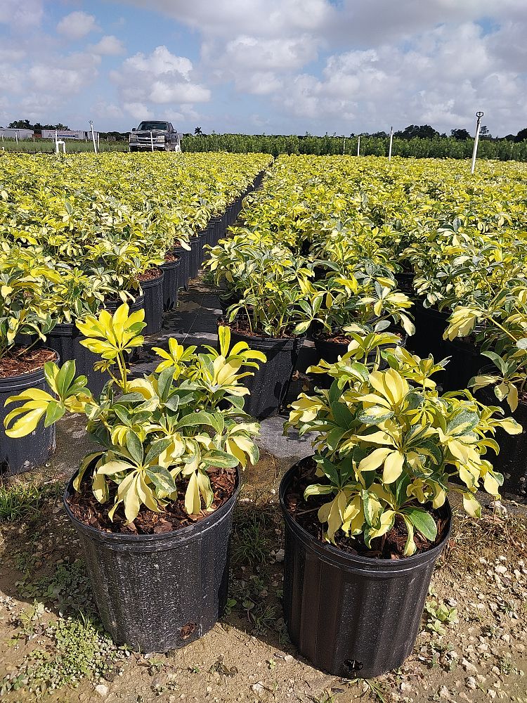 schefflera-arboricola-trinette-umbrella-tree
