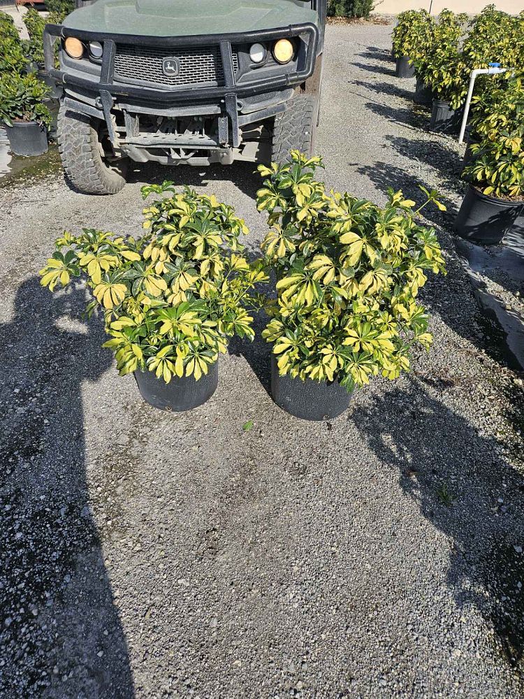 schefflera-arboricola-trinette-umbrella-tree