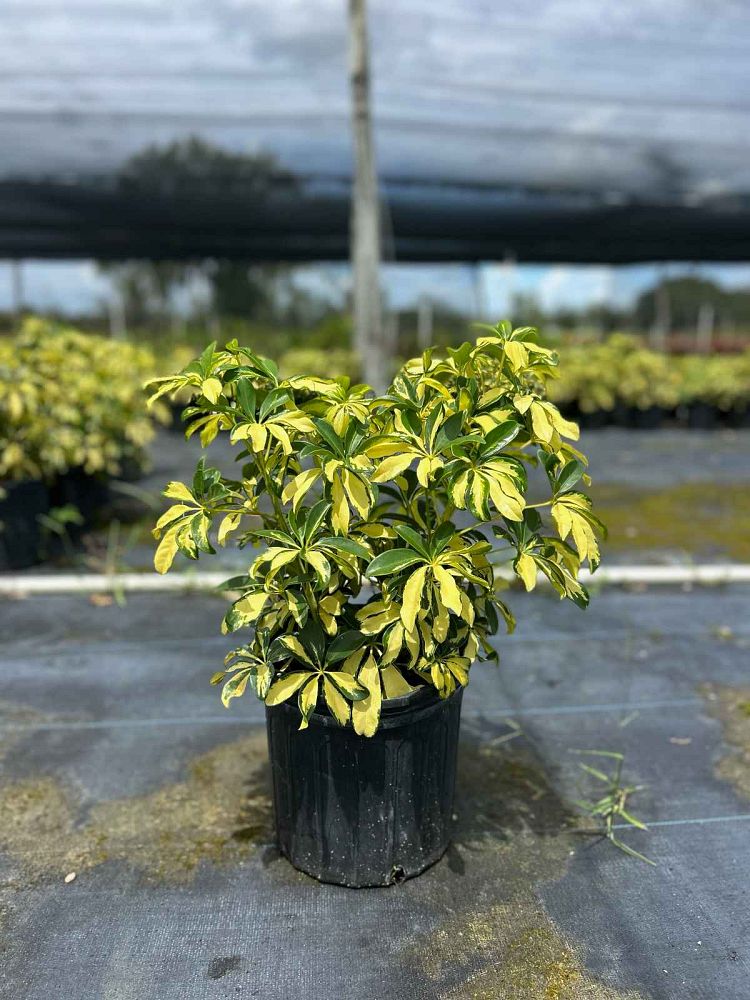 schefflera-arboricola-trinette-umbrella-tree