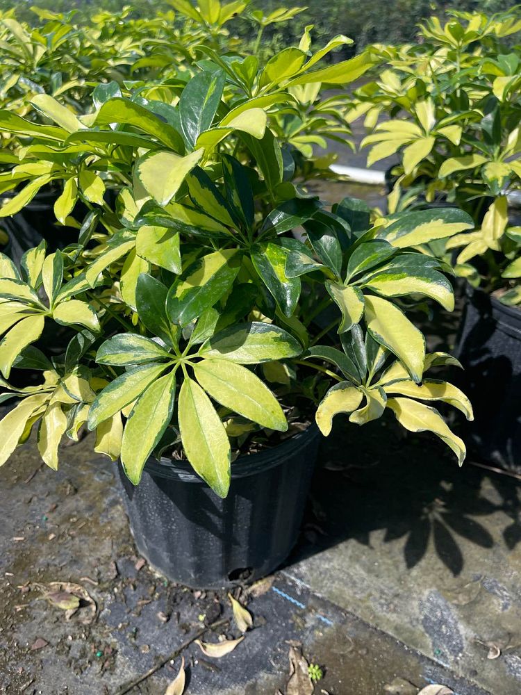 schefflera-arboricola-trinette-umbrella-tree