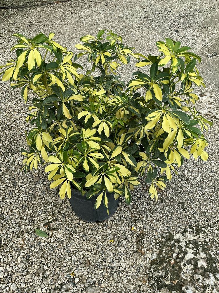 schefflera-arboricola-trinette-umbrella-tree