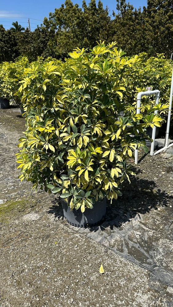 schefflera-arboricola-trinette-umbrella-tree
