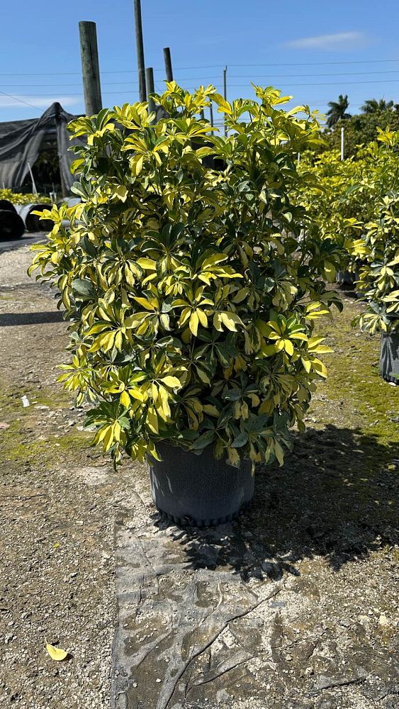 schefflera-arboricola-trinette-umbrella-tree