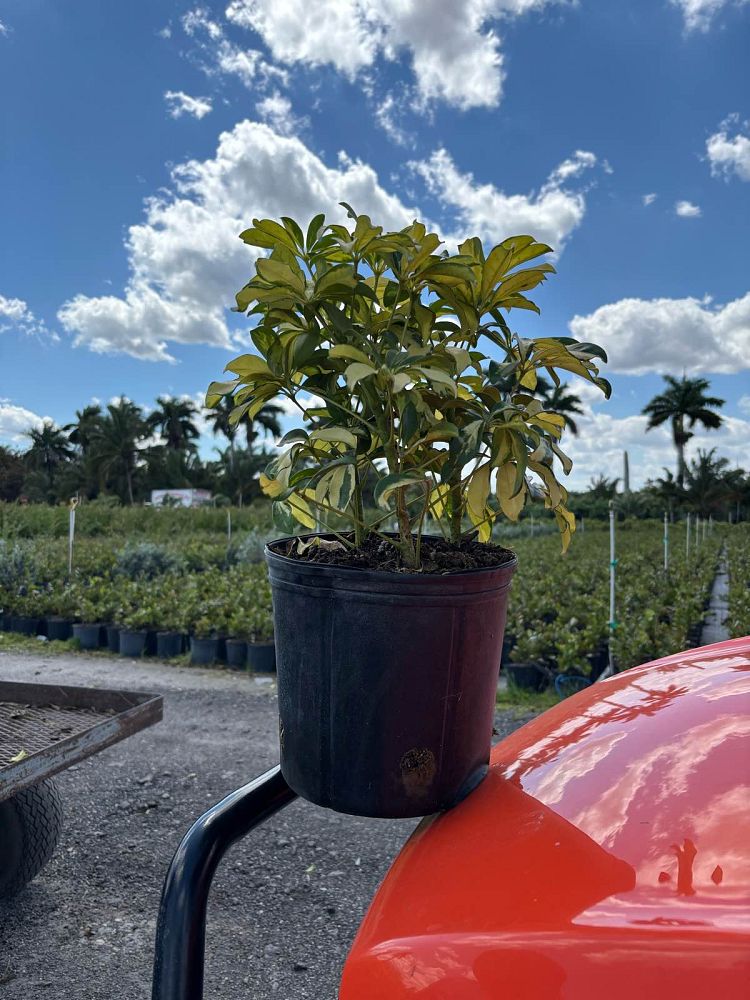 schefflera-arboricola-trinette-umbrella-tree