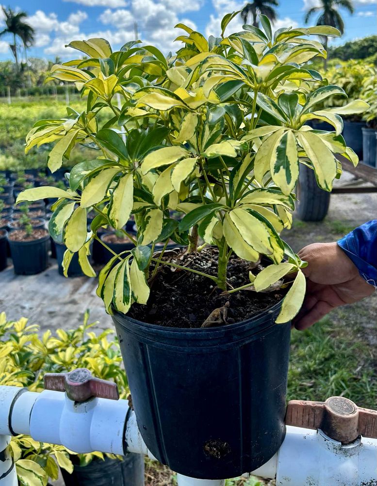 schefflera-arboricola-trinette-umbrella-tree