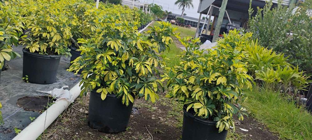 schefflera-arboricola-trinette-umbrella-tree
