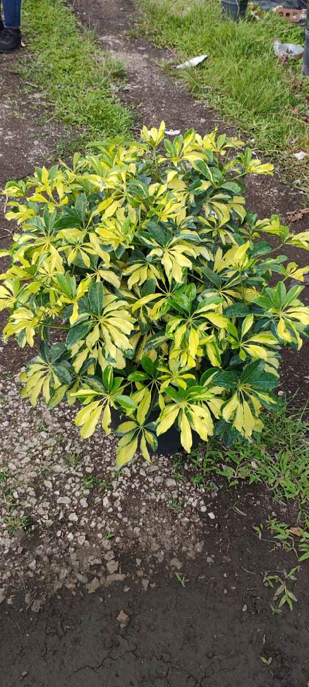 schefflera-arboricola-trinette-umbrella-tree