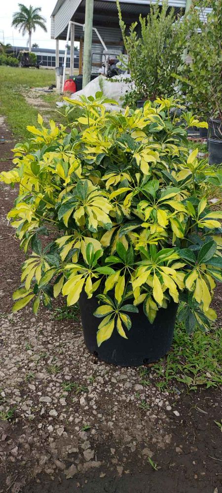 schefflera-arboricola-trinette-umbrella-tree