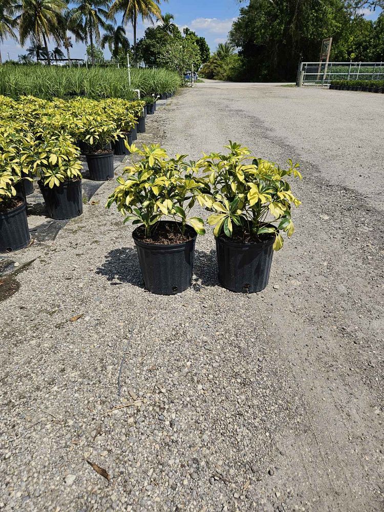 schefflera-arboricola-trinette-umbrella-tree