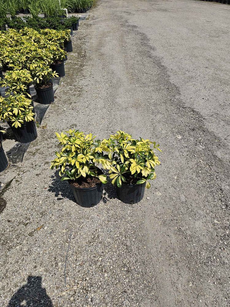 schefflera-arboricola-trinette-umbrella-tree