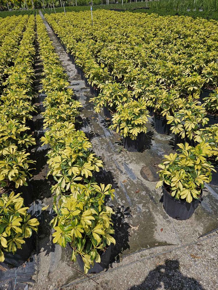 schefflera-arboricola-trinette-umbrella-tree