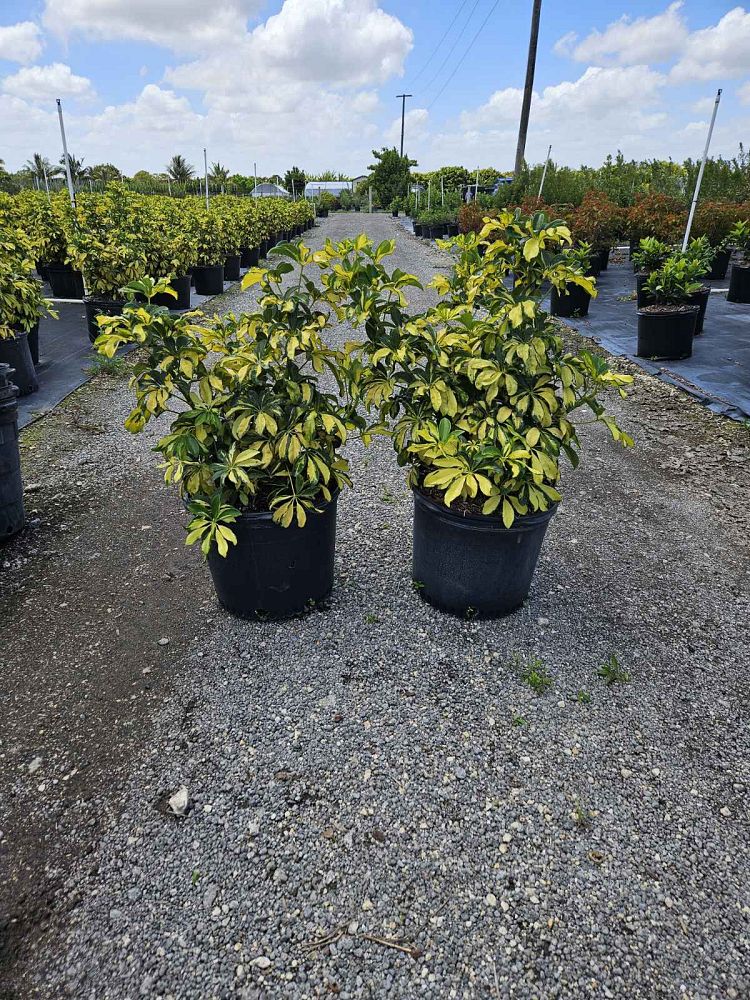 schefflera-arboricola-trinette-umbrella-tree