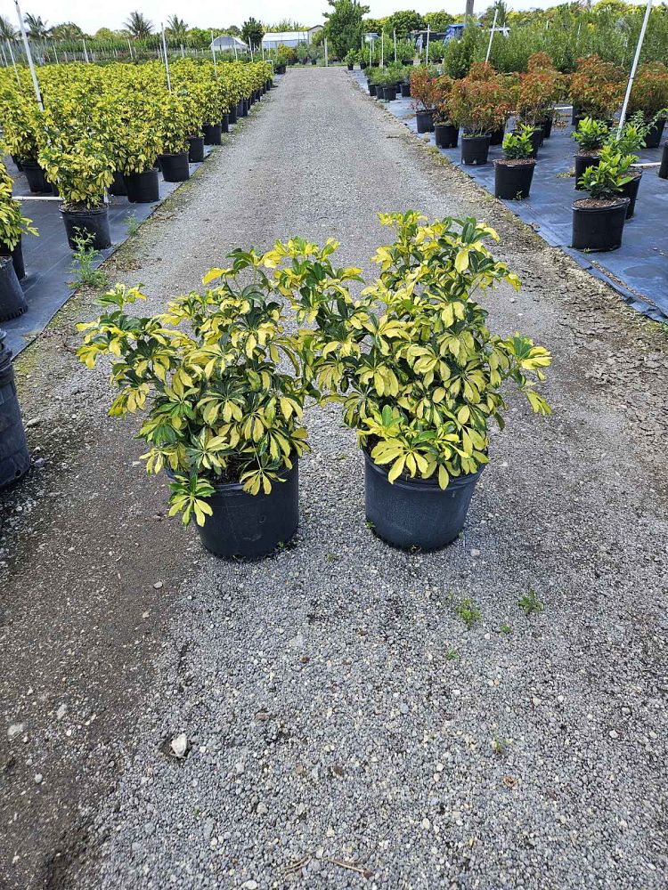 schefflera-arboricola-trinette-umbrella-tree