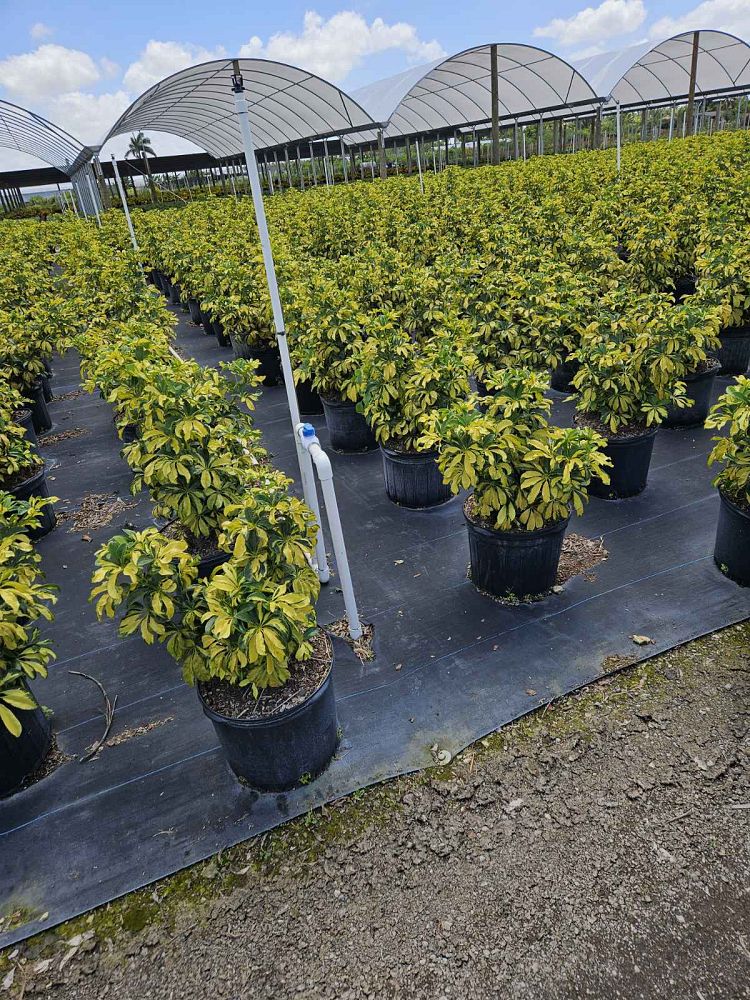 schefflera-arboricola-trinette-umbrella-tree