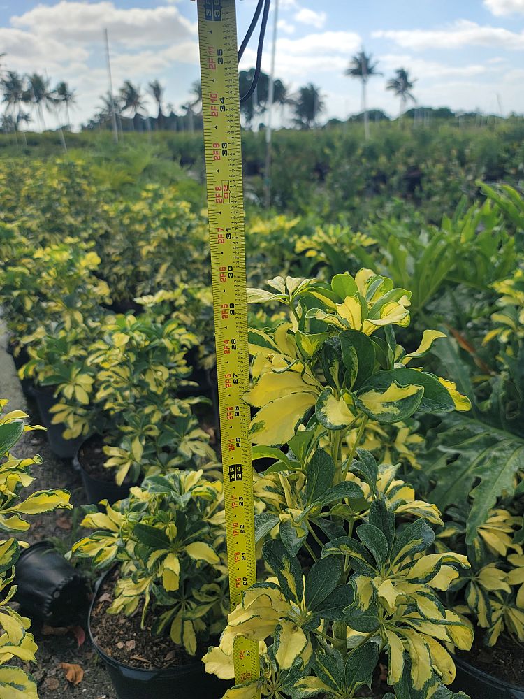 schefflera-arboricola-trinette-umbrella-tree